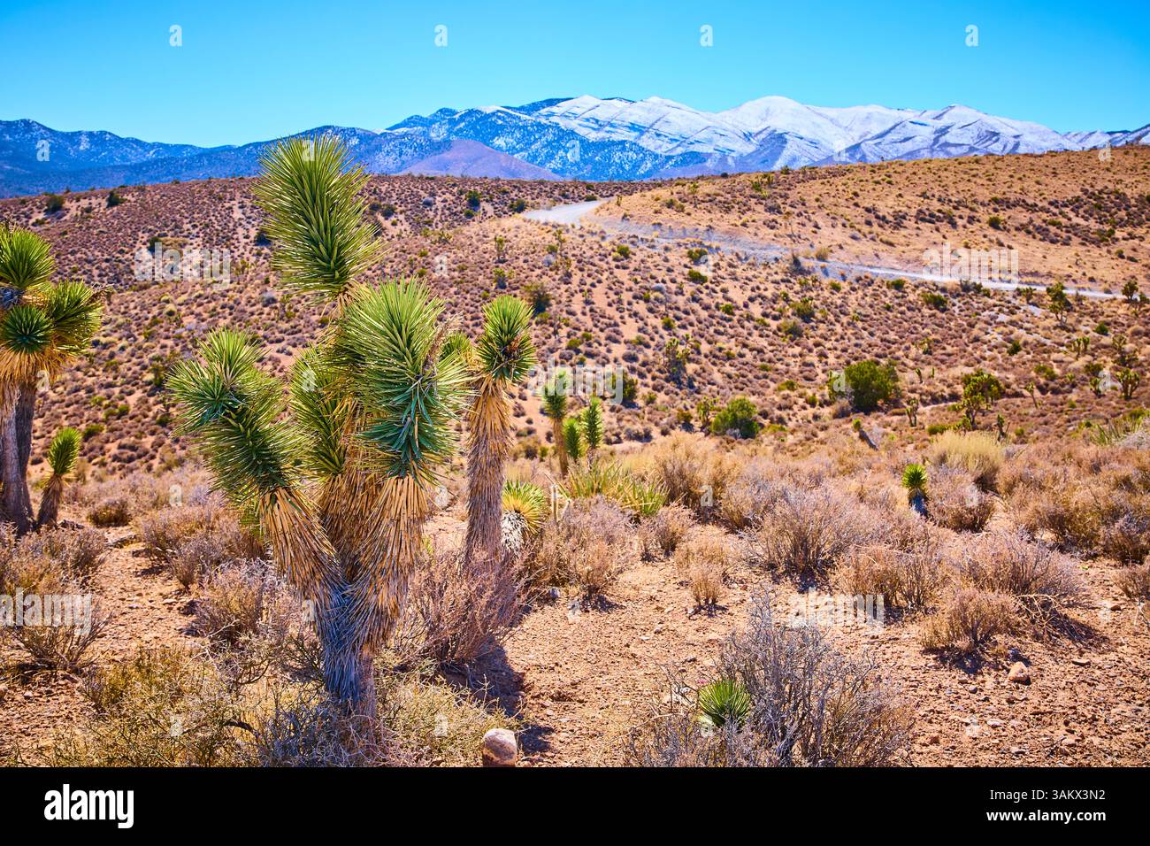 Tree Eye Level Joshua Trees and Snowy Peaks in Mojave Desert Eye-Level View Stock ...