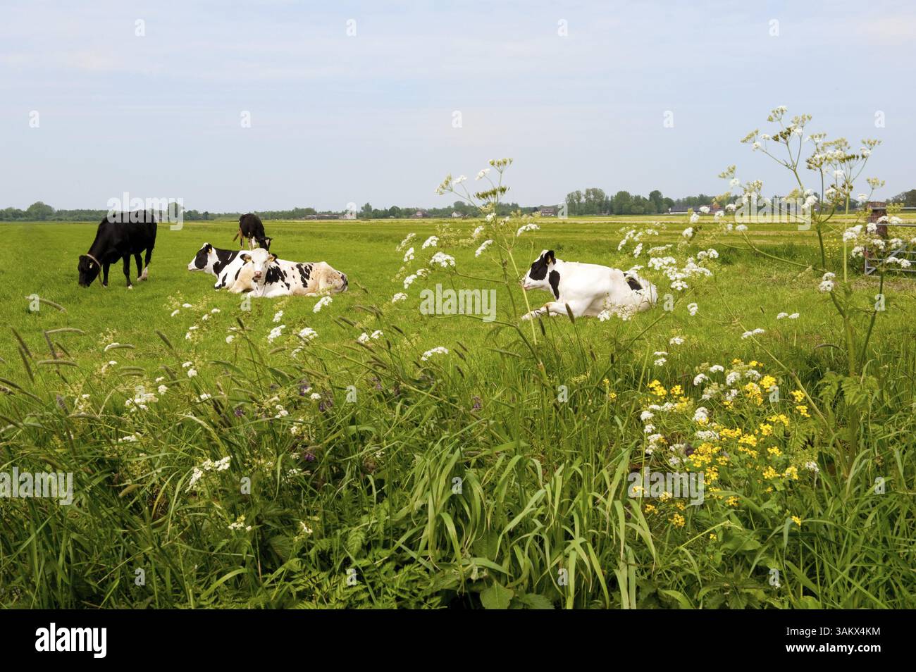 Typical Dutch black and white cows in grass landscape Stock Photo - Alamy