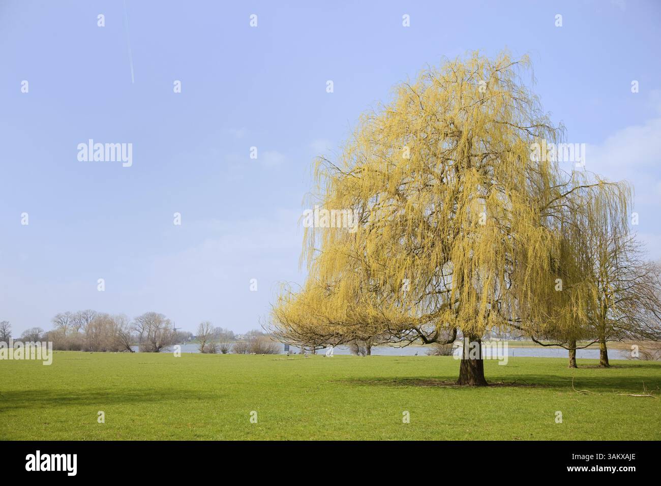 Willow tree in landscape near the river Stock Photo - Alamy