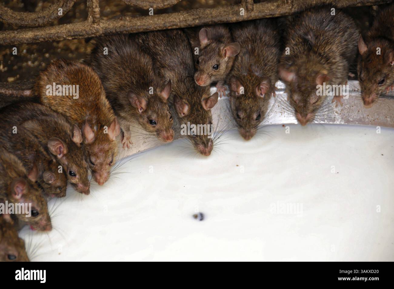 Rat temple of Karni Devi, near Bikaner, Rajasthan, India, A group of ...