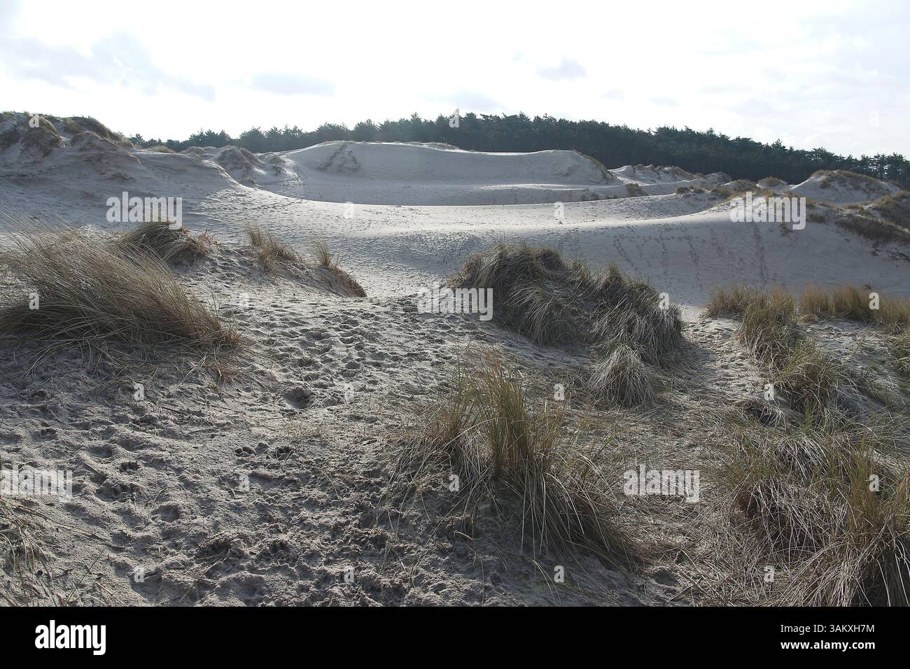 Dunes near Schoorl in the Netherlands protecting the hinterland from ...