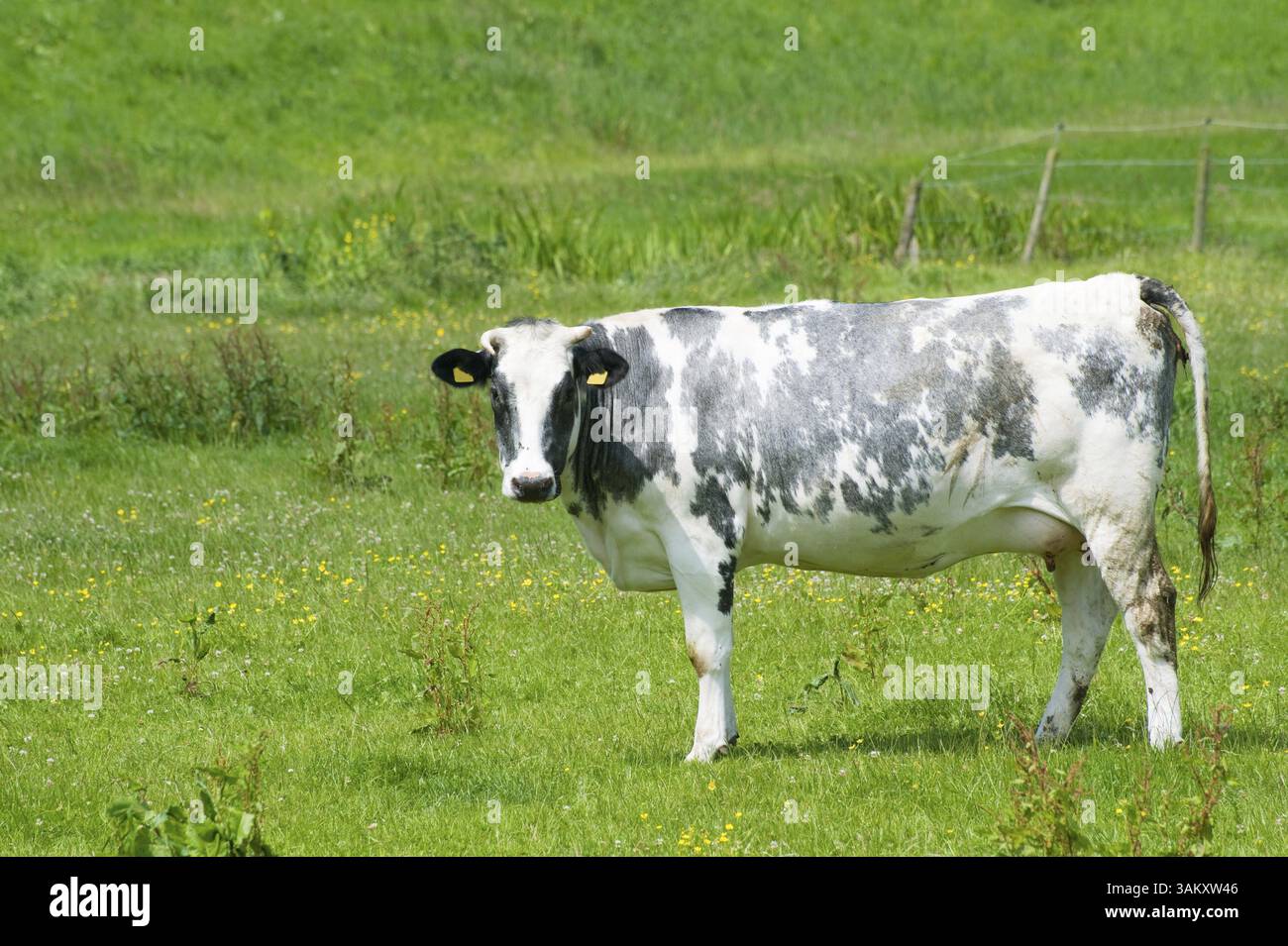 Black and white Dutch cow in grass fields Stock Photo - Alamy