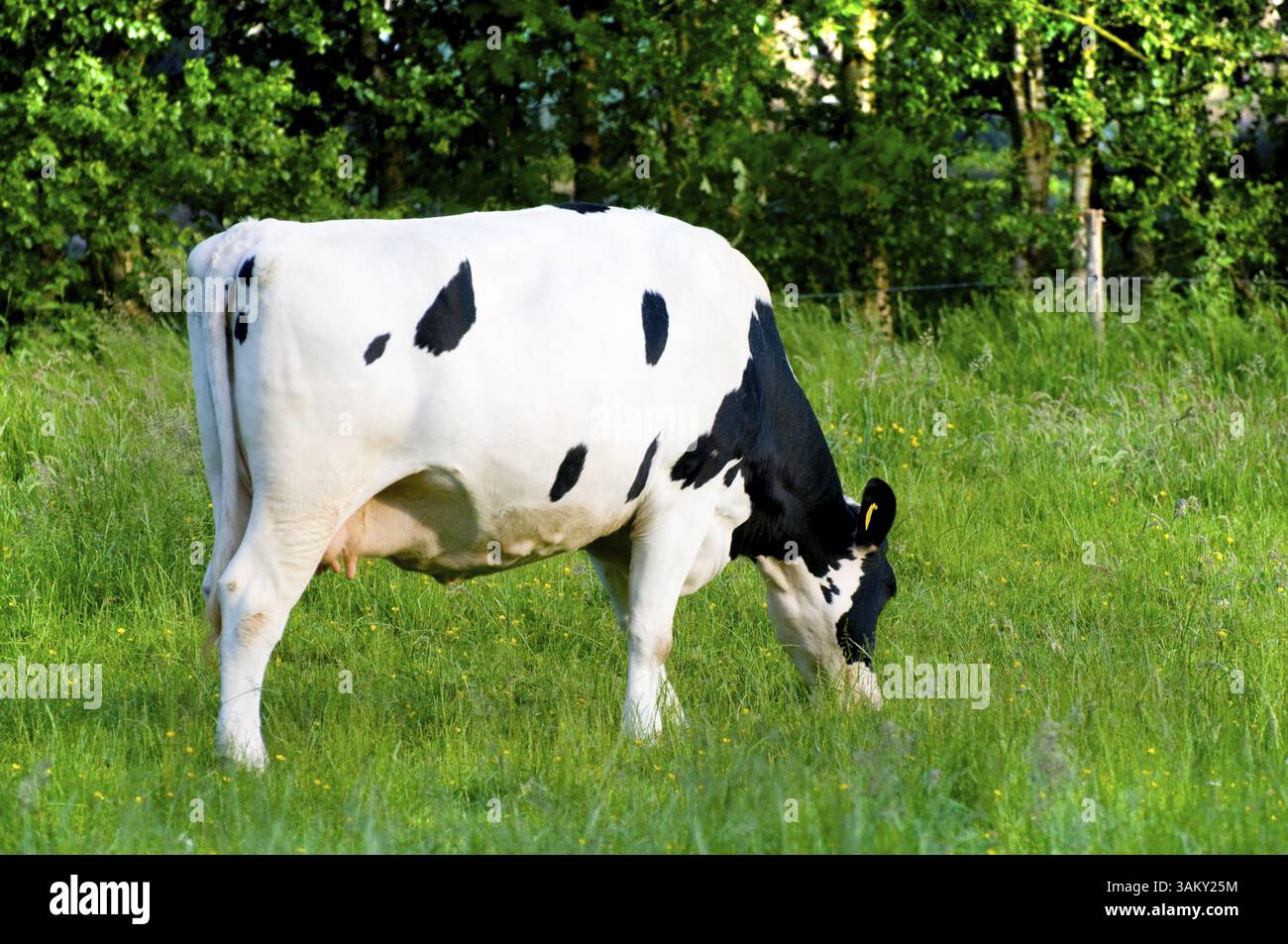 Dutch black and white cow in green farm land Stock Photo - Alamy