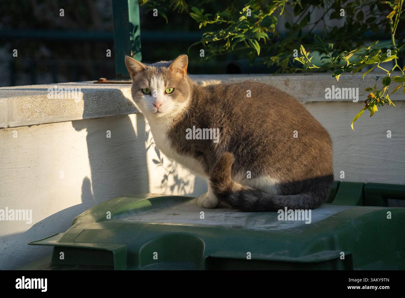 A green eyed alley cat on top of a dusty garbage container Stock Photo ...