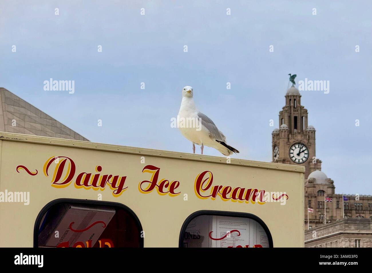 Seagull perched on ice cream van with Royal Liverpool Building in background, Liverpool - Smartphone Captured Stock Image