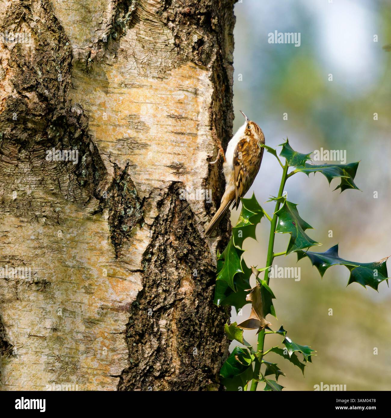 Tree Inswcts Treecreeper feeding on insects on a tree Stock Photo - Alamy