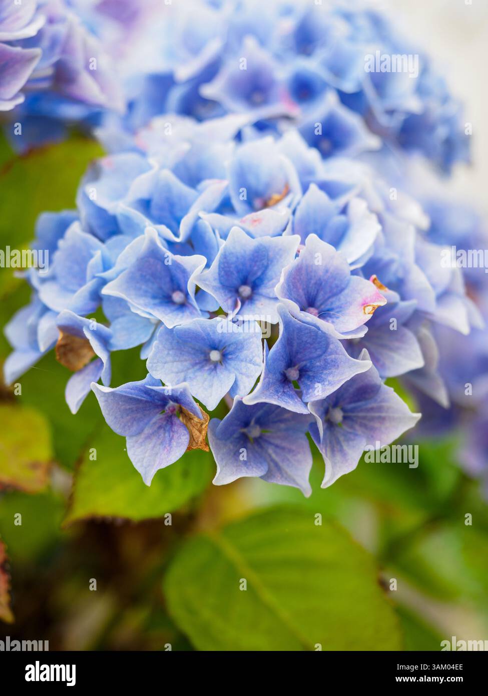 Blue hydrangea macrophylla blossom hi-res stock photography and images ...