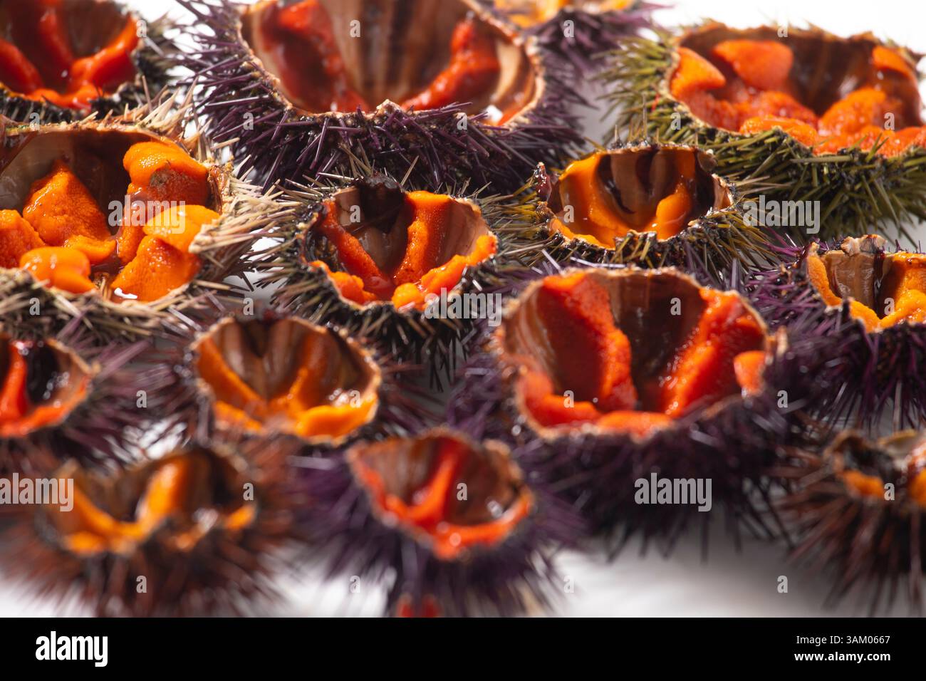 Urchin spike hi-res stock photography and images - Alamy