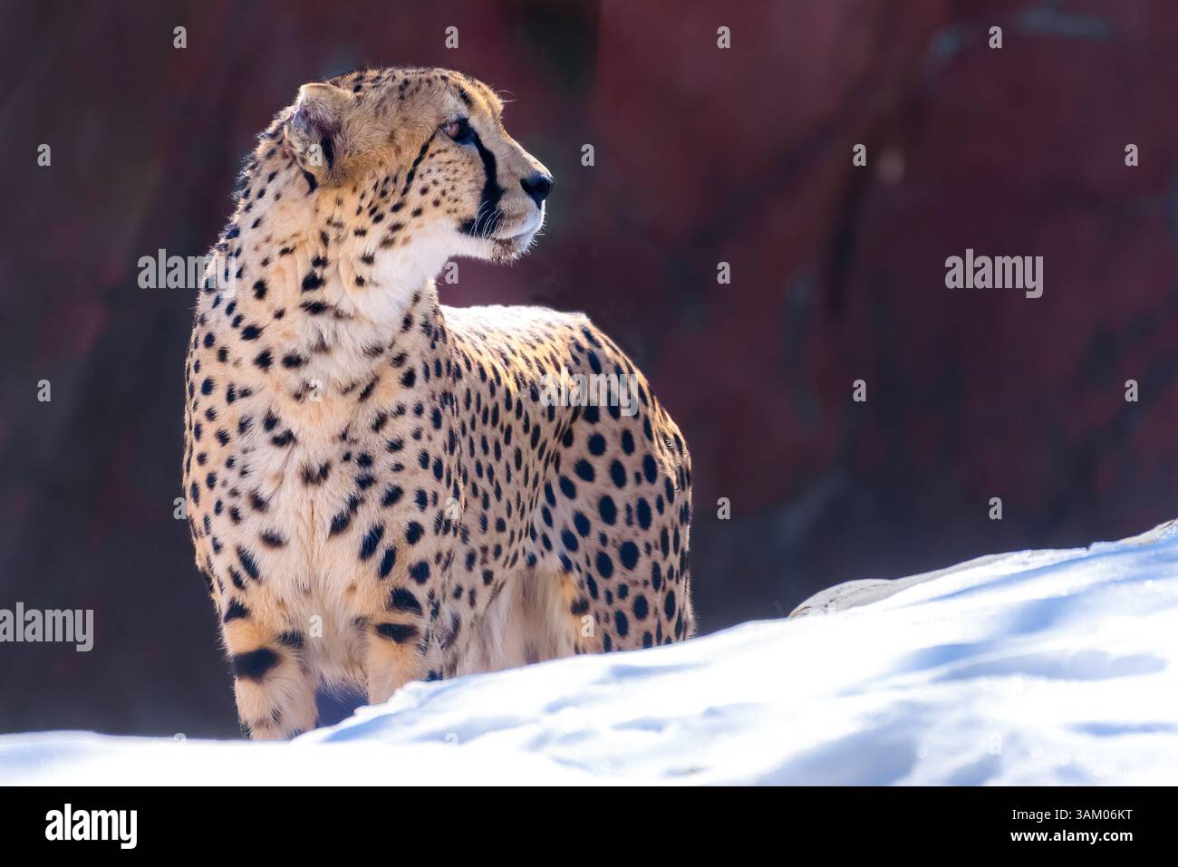 A beautiful cheetah in the Toronto Zoo. Stock Photo