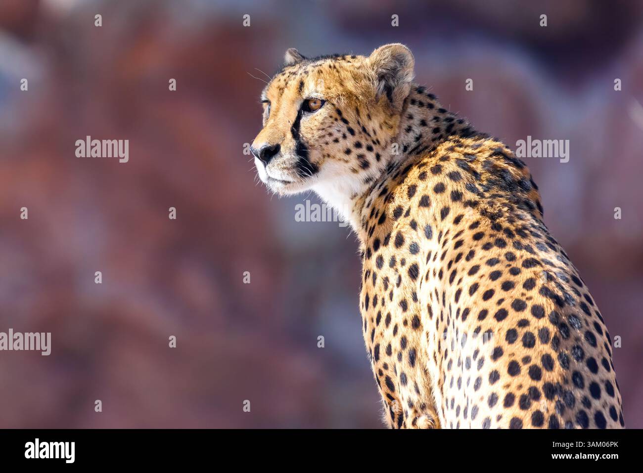 Medium shot of a cheetah in the Toronto Zoo. Stock Photo