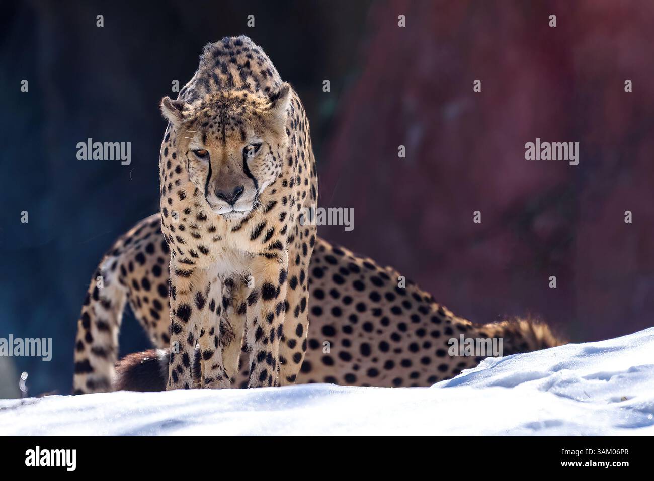 Front view of a beautiful cheetah in the Toronto Zoo. Stock Photo