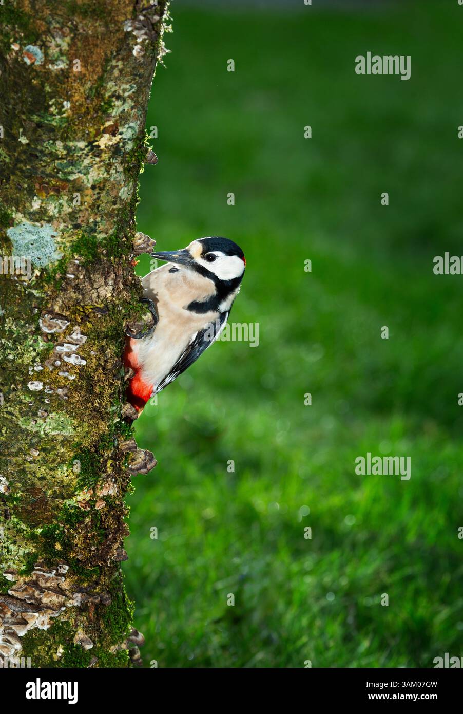 Great spotted woodpecker, Dandrocopos major Stock Photo