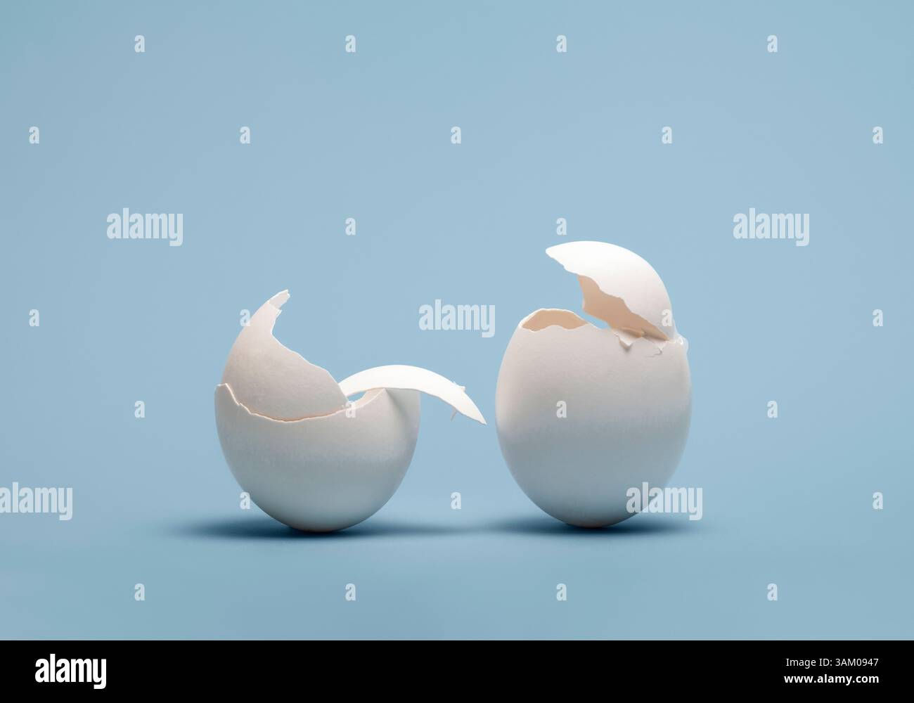 Two white eggshells on plain blue background Stock Photo