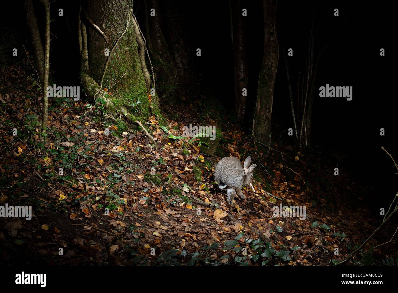 A Tripping Rabbit Rabbit trapping hi-res stock photography and images - Alamy