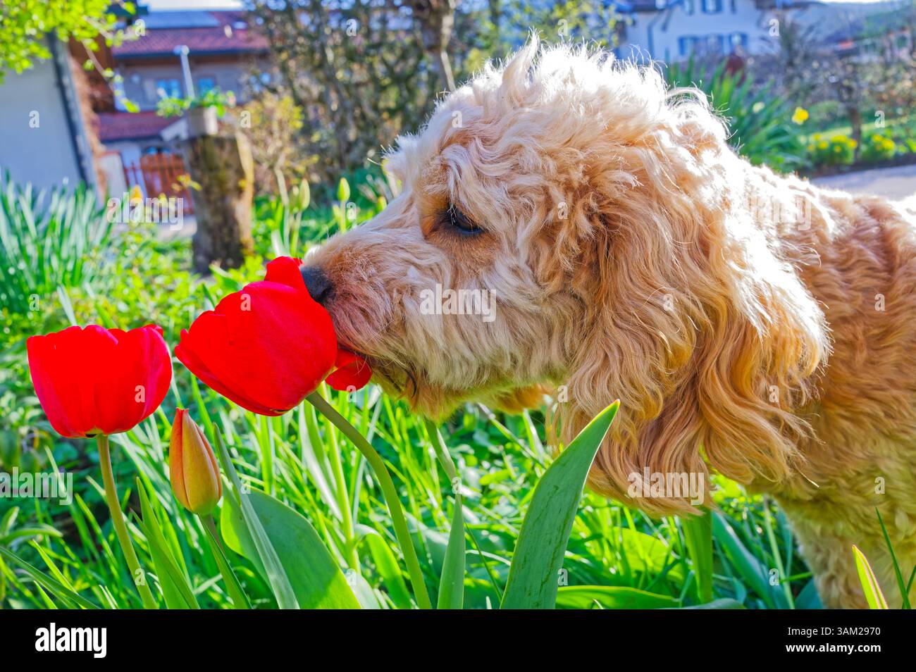 Spring Cockapoo Endlich kommt das Frühlingswetter. Der Cockapoo Welpe erkundet ...