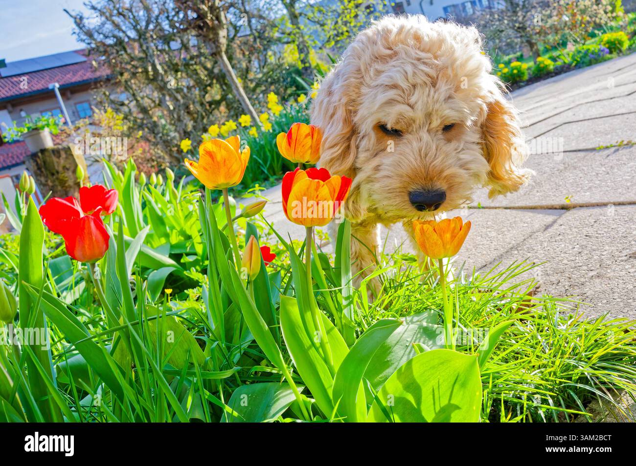 Spring Cockapoo Endlich kommt das Frühlingswetter. Der Cockapoo Welpe erkundet ...