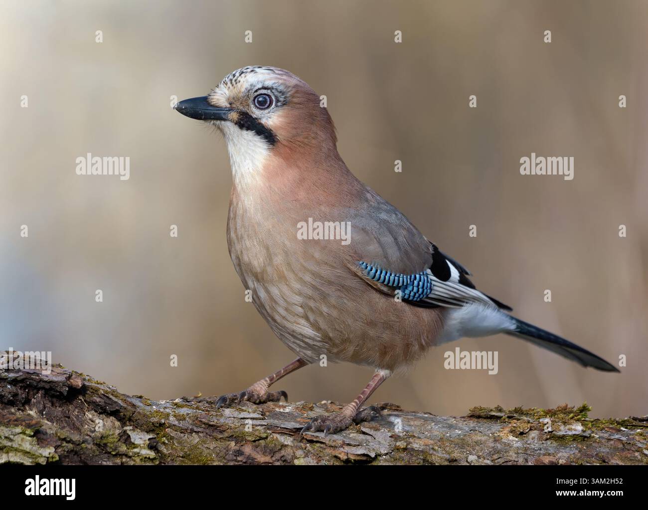 Sunny Eurasian Jay (garrulus glandarius) stands on bark of trunk in early spring forest Stock Photo