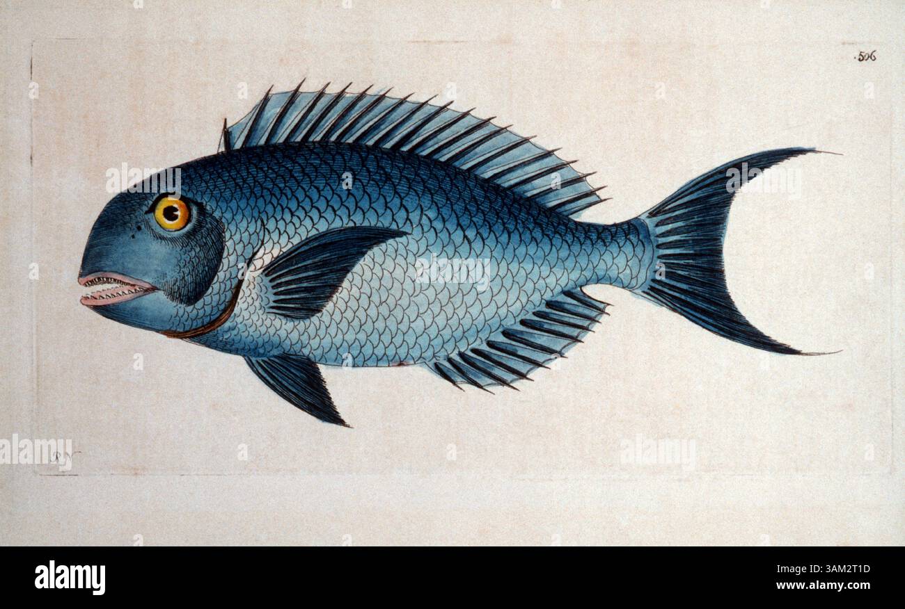 Shaw Fish June 1, 1900 - Blue Coryphaena Fish, The Naturalist's Miscellany, Shaw ...