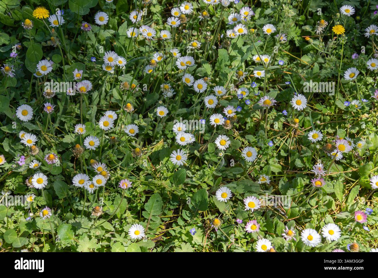 Wild daisies in a meadow Stock Photo