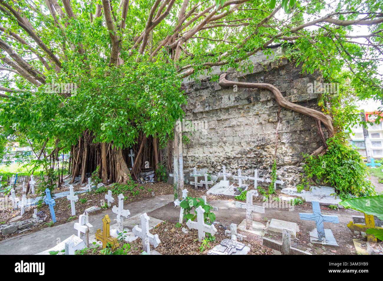 A massive balete tree grows atop the old cemetery chapel in Molo ...