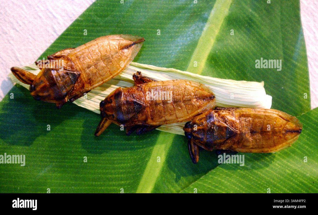 Edible water bugs hi-res stock photography and images - Alamy