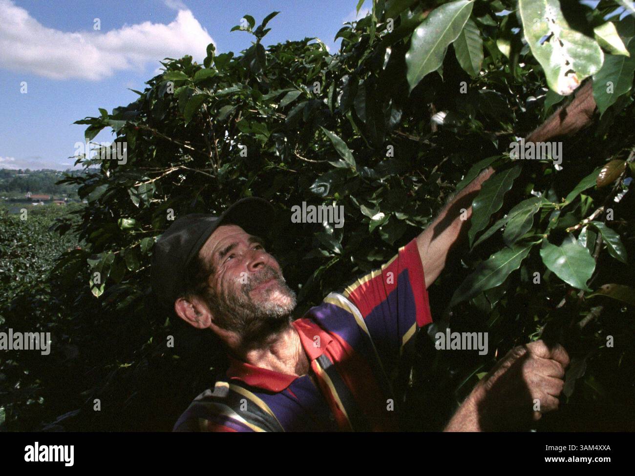 Six week bean hi-res stock photography and images - Alamy