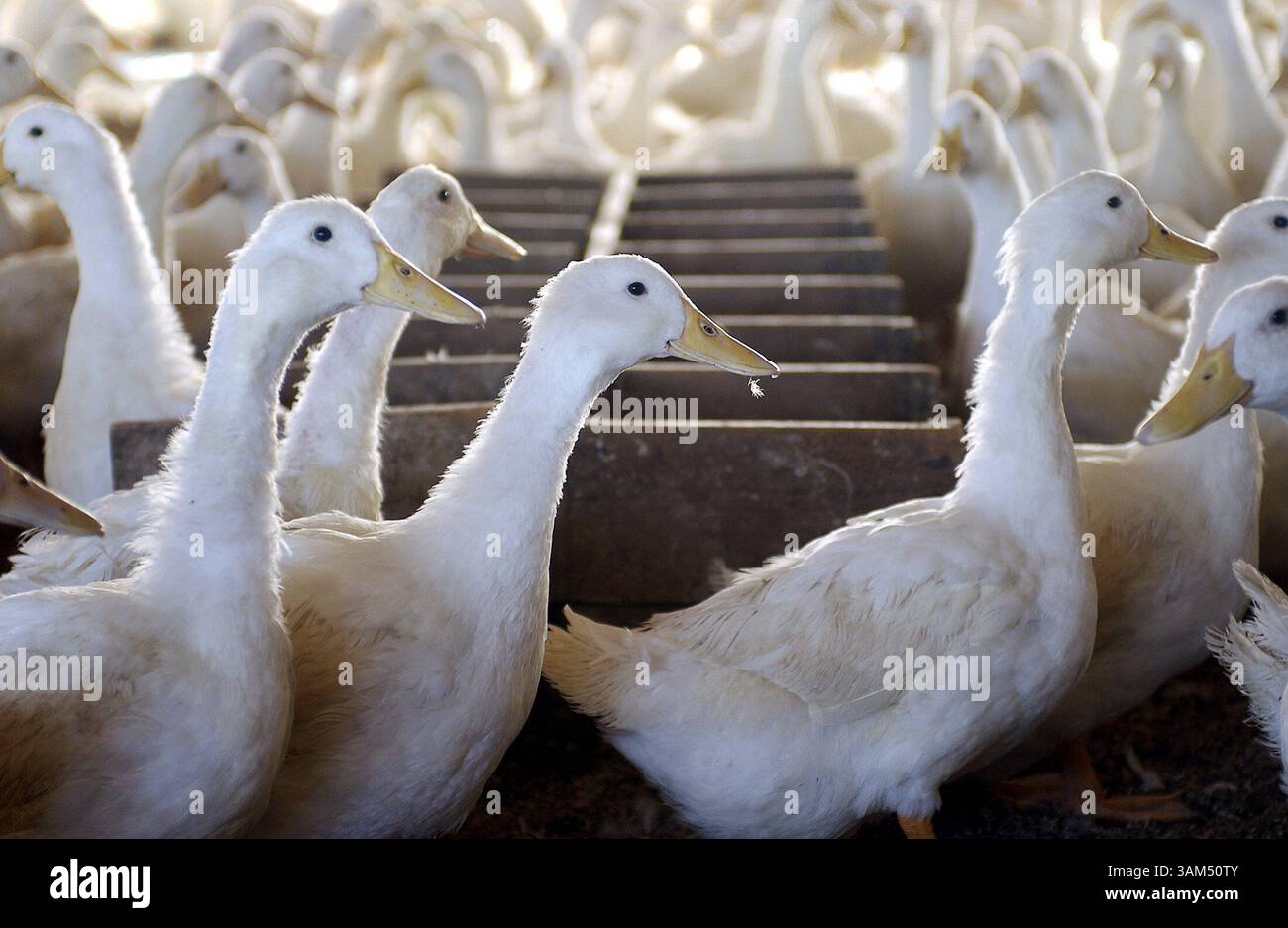 Sept. 28, 2004 - U.S. - KRT FOOD STORY SLUGGED: DUCK KRT PHOTO BY BOB FILA/CHICAGO TRIBUNE (November 1) At the Culver Duck Farm ducks lay their eggs in wooden stations in Middlebury, Indiana. (mvw) 2004 (Credit Image: © Bob Fila/mct/ZUMAPRESS.com) Stock Photo
