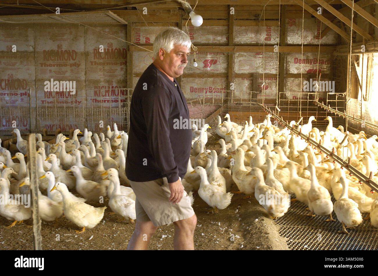 Sept. 28, 2004 - U.S. - KRT FOOD STORY SLUGGED: DUCK KRT PHOTO BY BOB FILA/CHICAGO TRIBUNE (November 1) Burt Culver checks on ducks at the Culver Duck Farm in Middlebury, Indiana. (mvw) 2004 (Credit Image: © Bob Fila/mct/ZUMAPRESS.com) Stock Photo
