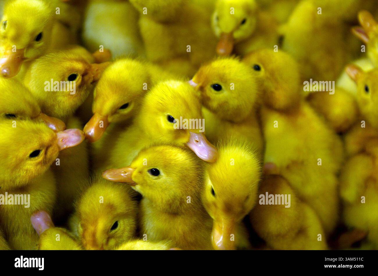 Sept. 28, 2004 - U.S. - KRT FOOD STORY SLUGGED: DUCK KRT PHOTO BY BOB FILA/CHICAGO TRIBUNE (November 1) At the Culver Duck Farm in Middlebury, Indiana, ducklings are packed in plastic crates and taken to Amish farms to be raised. (mvw) 2004 (Credit Image: © Bob Fila/mct/ZUMAPRESS.com) Stock Photo