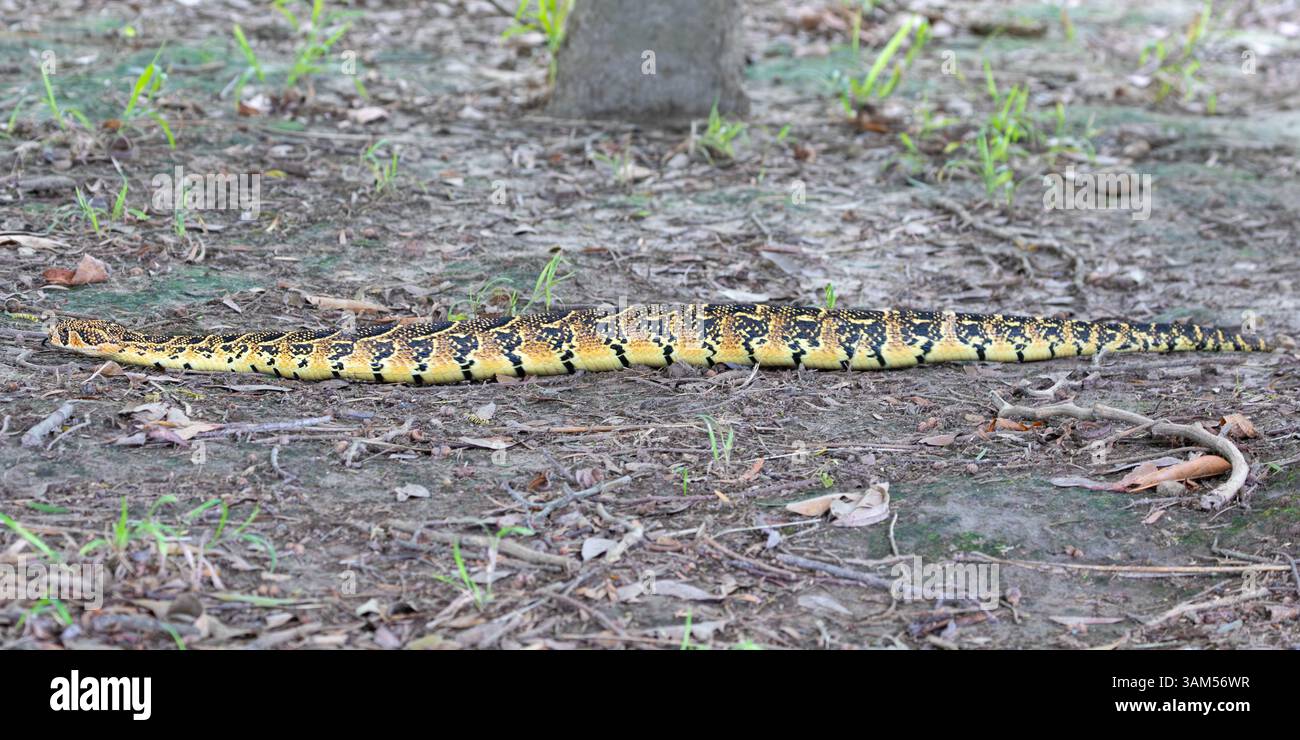 Very Large Puff Adder Bitis Arietans In Woodland Savannah Swellendam very-large-puff-adder-bitis-arietans-in-woodland-savannah-swellendam