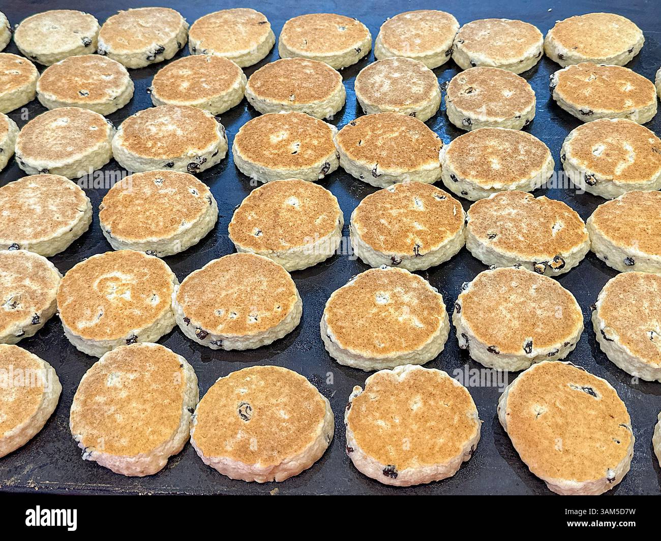 Rows of traditional Welsh cakes cooking on a hot griddle. No people. - Smartphone Captured Stock Image