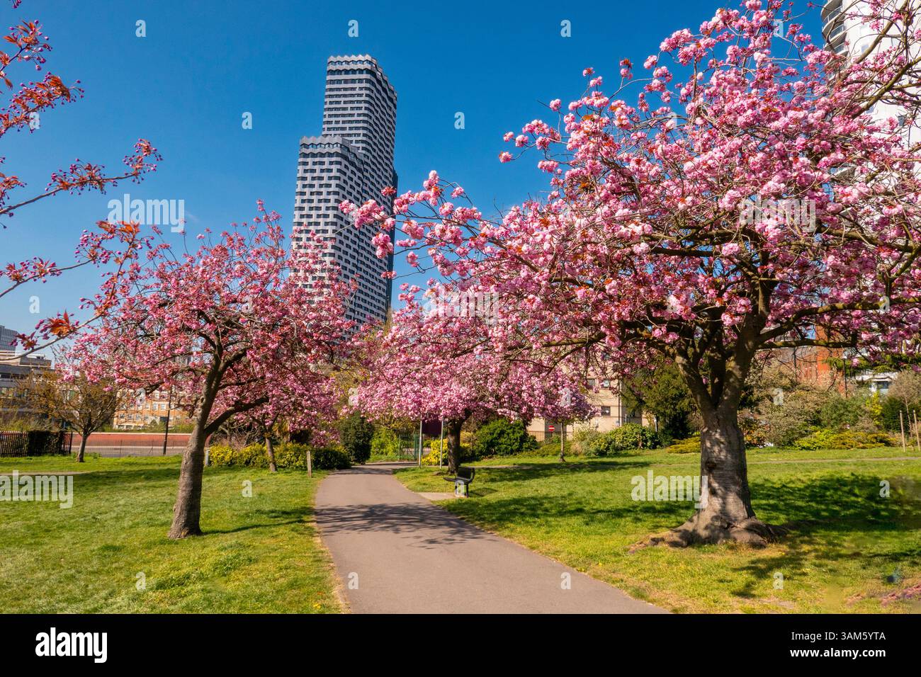 High parks cherry blossom hi-res stock photography and images - Alamy
