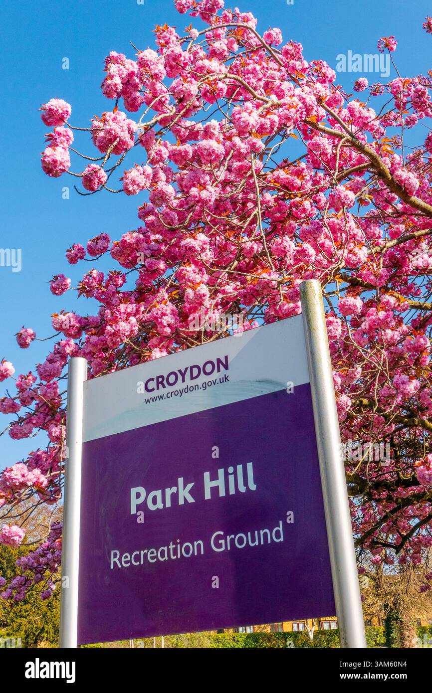 Blossom hill hi-res stock photography and images - Alamy