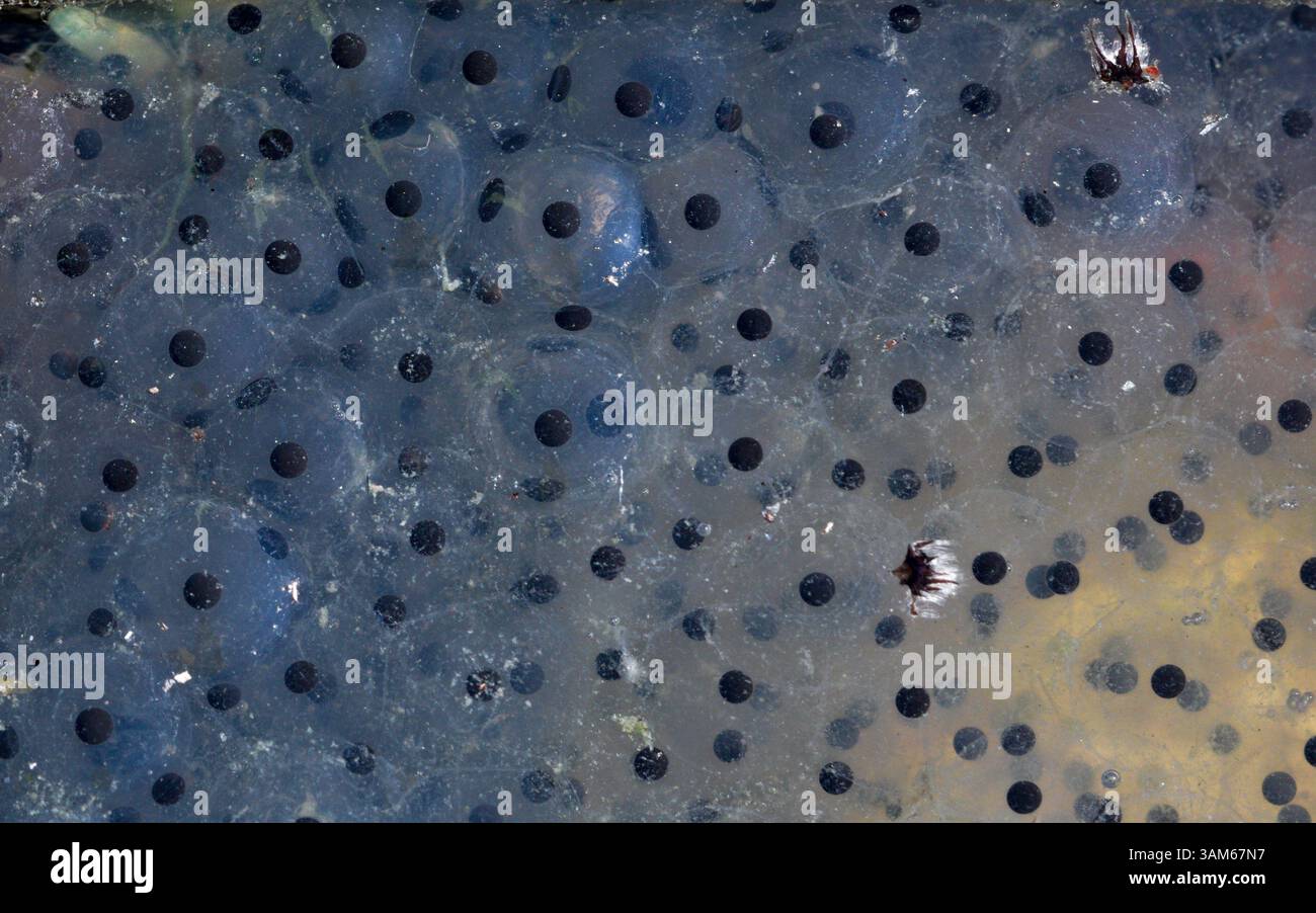 Pond full frog spawn of European common frog Rana temporaria ...
