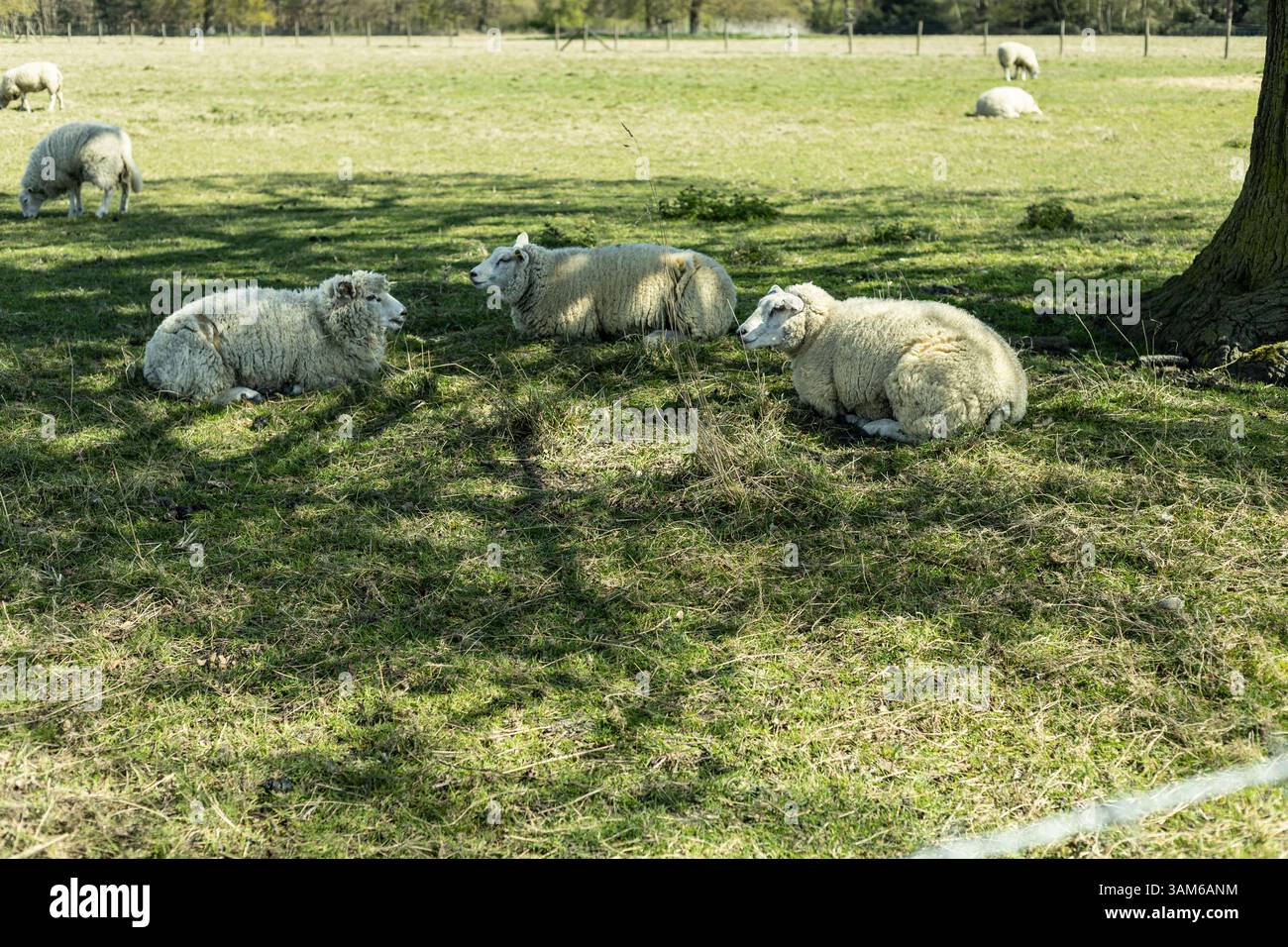 Sheep graze in a filed in the English countryside Stock Photo - Alamy