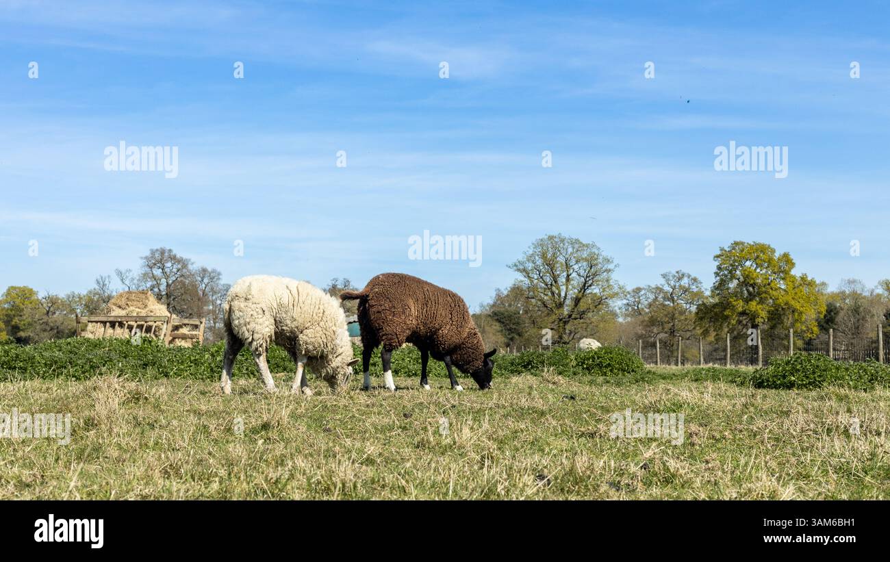 Sheep graze in a filed in the English countryside Stock Photo - Alamy