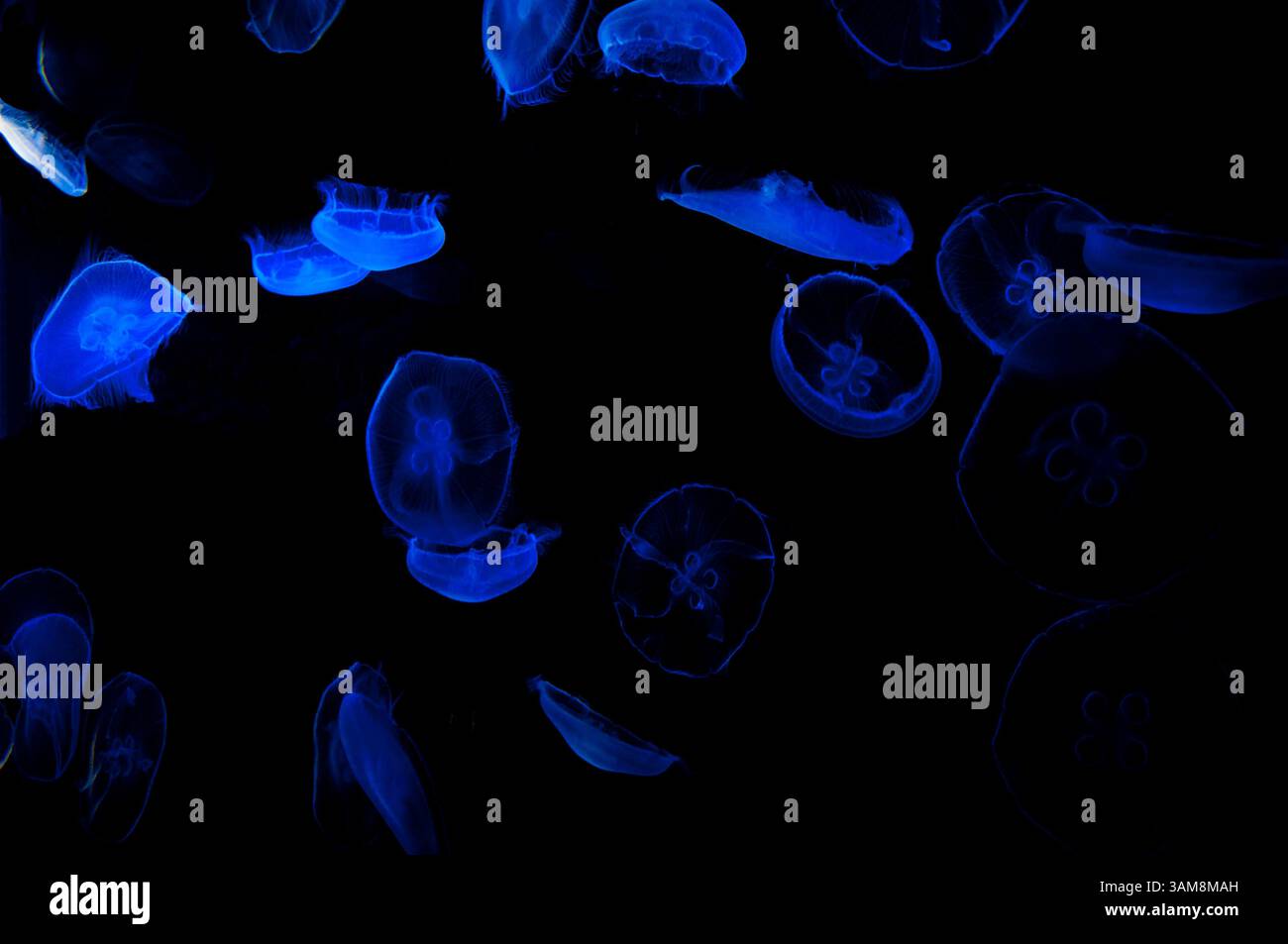 Underwater View of Glowing Jellyfish in Deep Ocean Stock Photo - Alamy