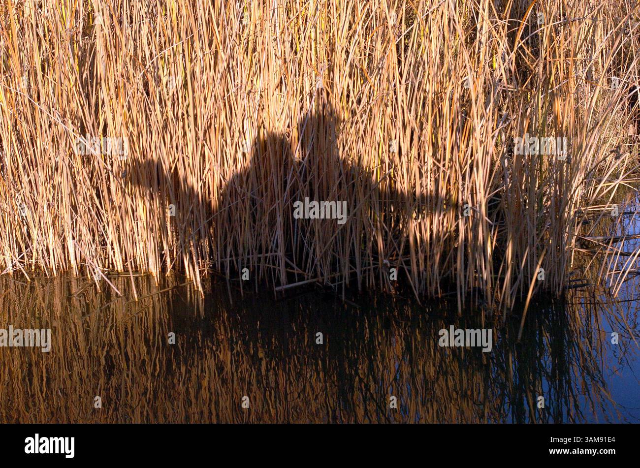 Rush ranch hi-res stock photography and images - Alamy