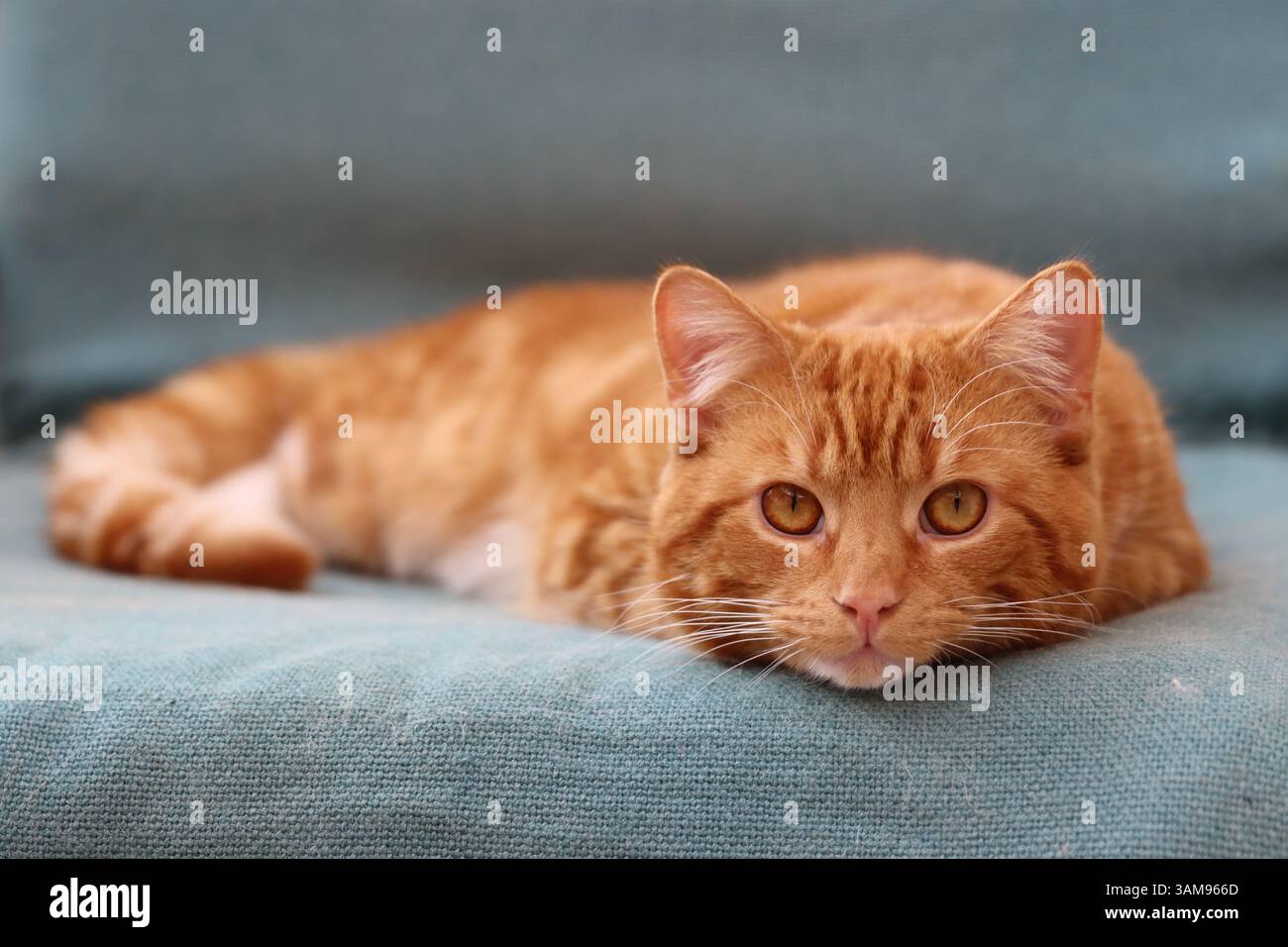 Ginger cat lying down on blue chair. Stock Photo