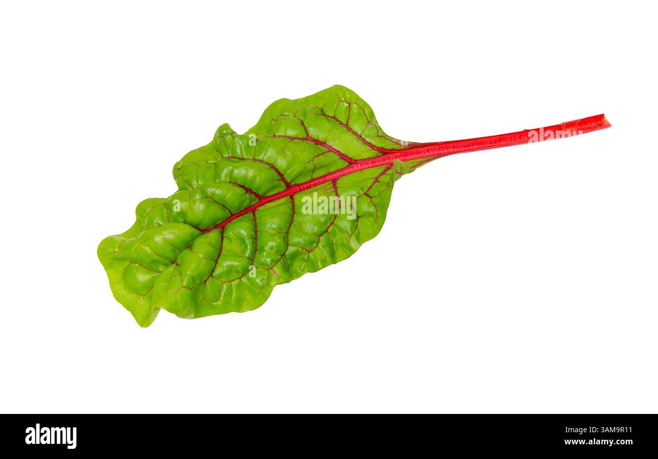Beet leaves. Beetroot leaves, fresh beet leaf isolated on white background. Stock Photo