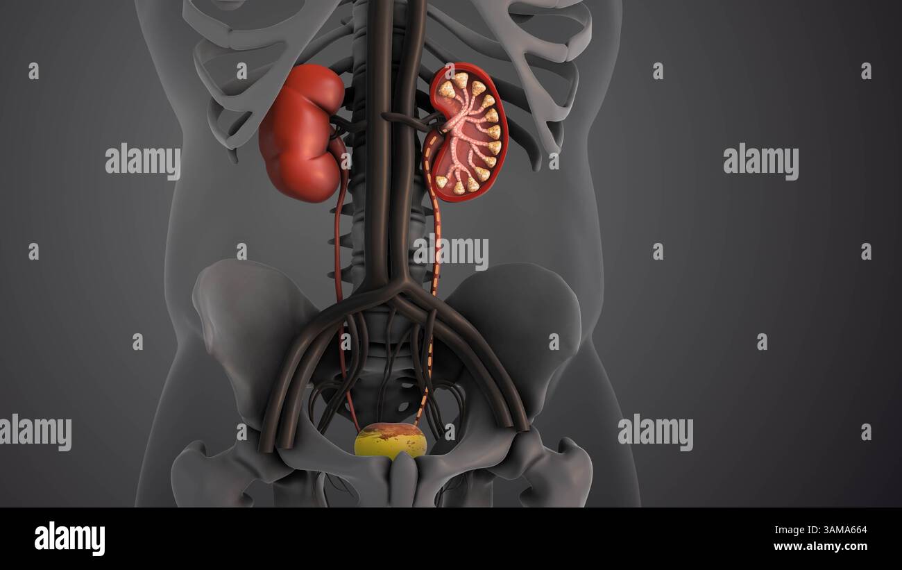 Kidney and Bladder Functions in Urinary System Stock Photo - Alamy