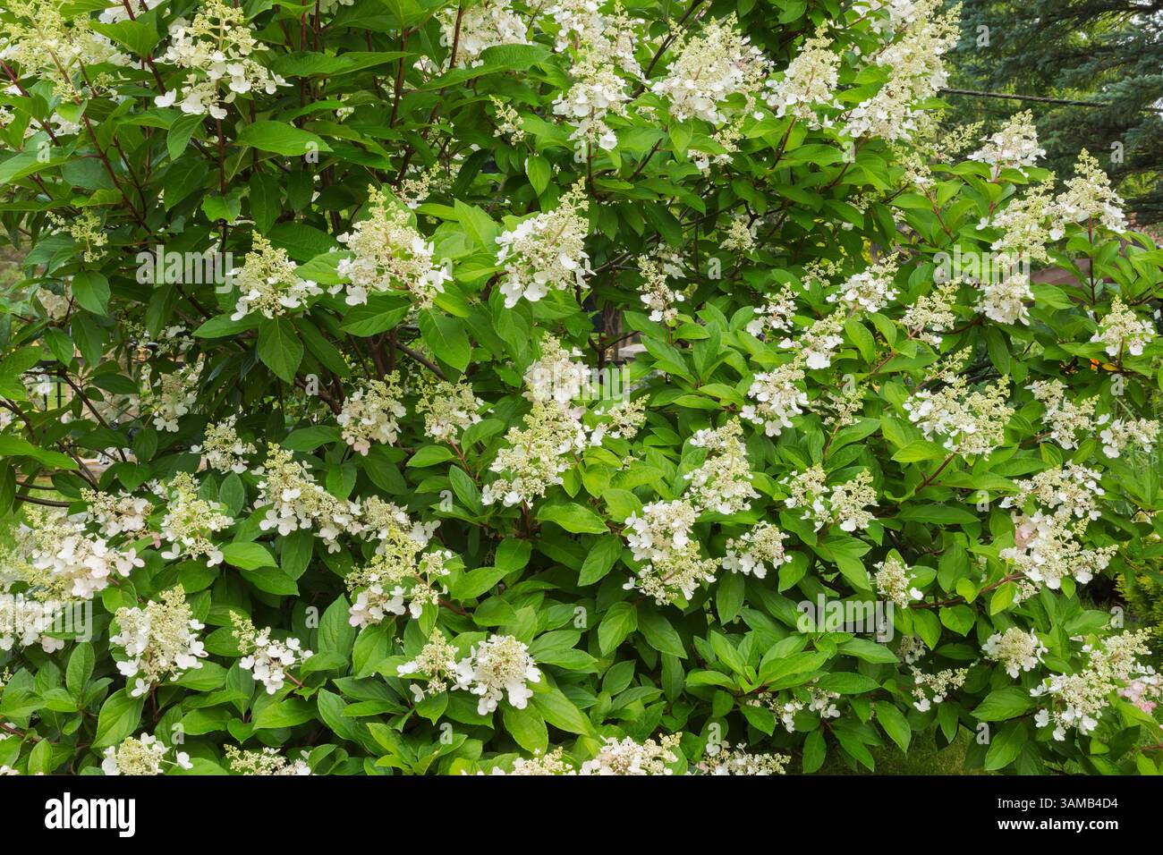 Hydrangea paniculata panicled flowering hi-res stock photography and ...