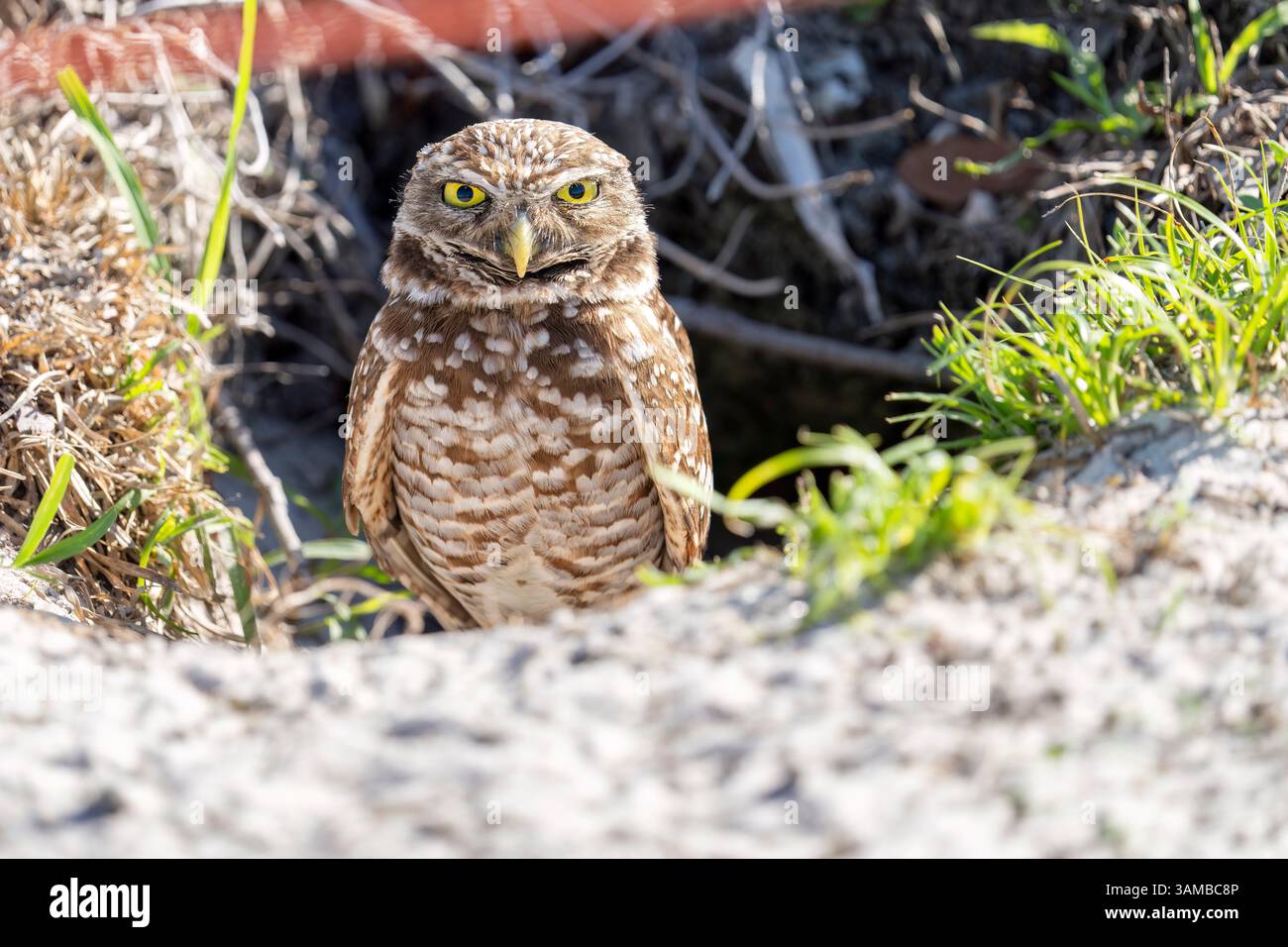 Davie, Florida, USA. 13th Apr, 2025. A burrowing owl peeks out of its ...