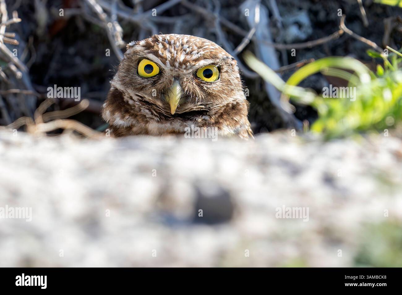 Davie, Florida, USA. 13th Apr, 2025. A burrowing owl peeks out of its ...