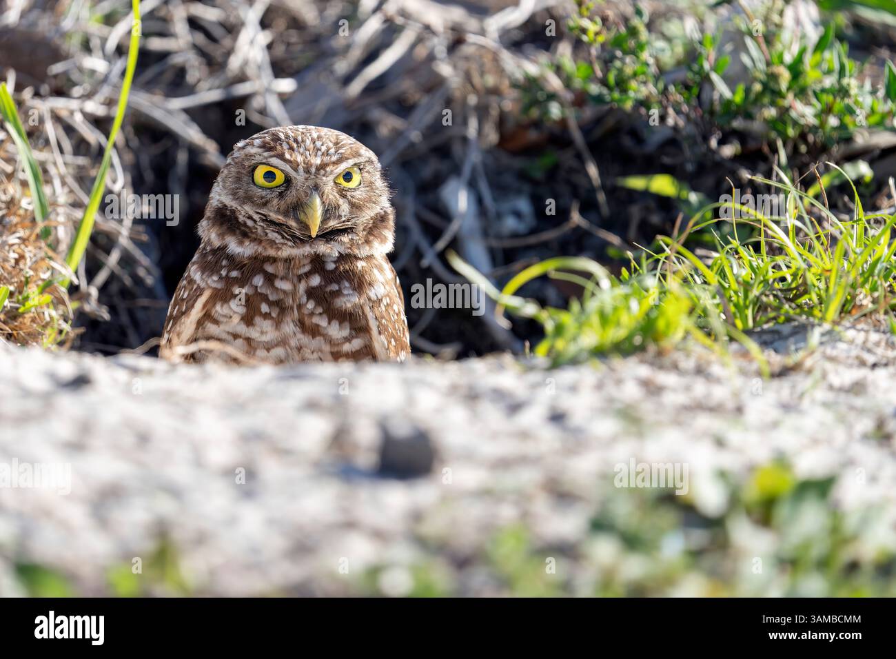Davie, Florida, USA. 13th Apr, 2025. A burrowing owl peeks out of its ...