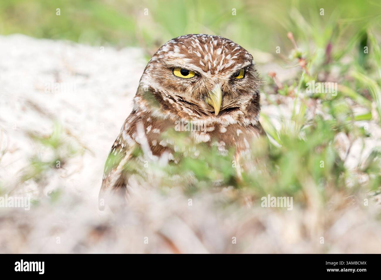 April 13, 2025, Davie, Florida, USA: A burrowing owl peeks out of its ...