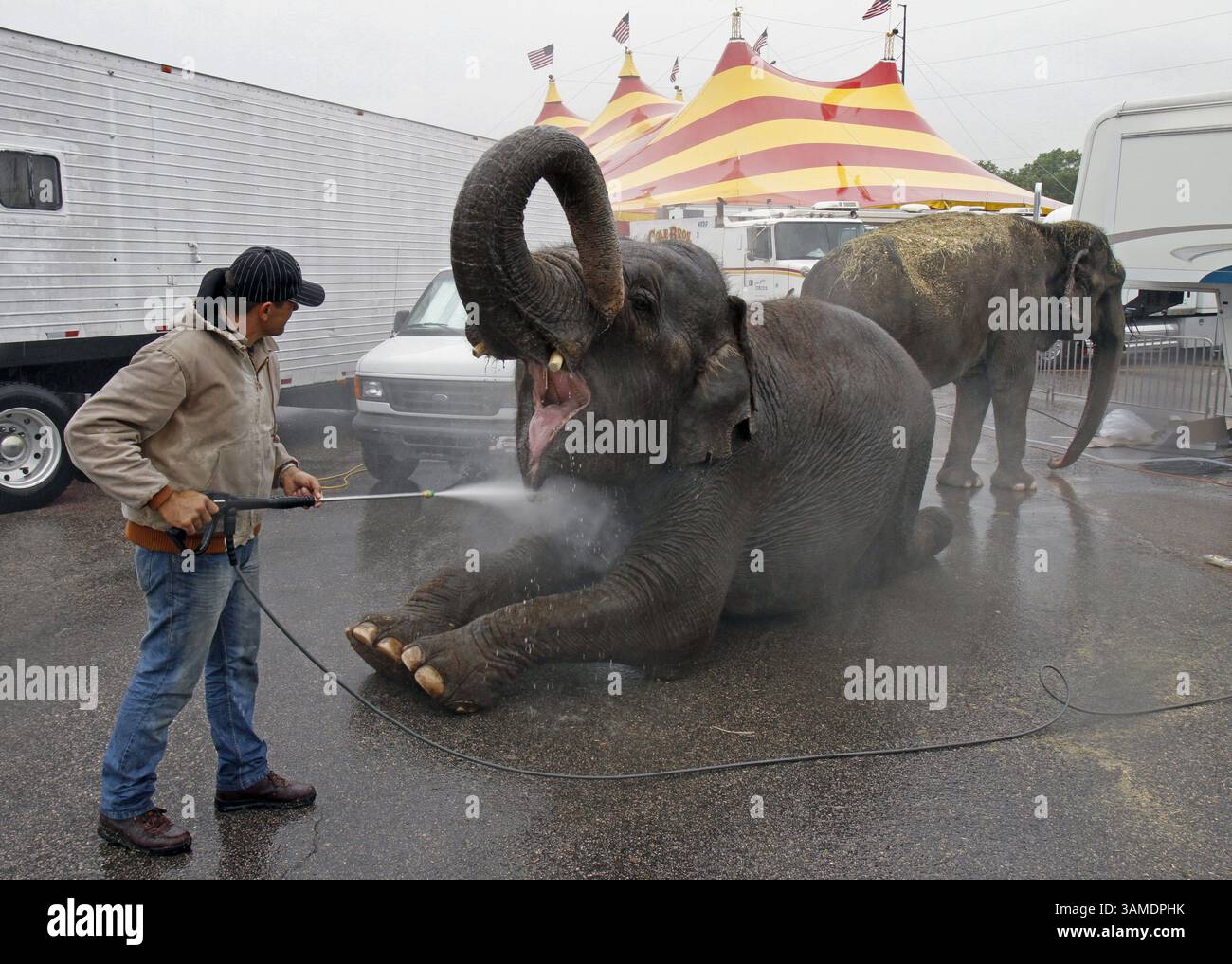 April 22, 2011 - Raleigh, NC, USA - Elephant trainer and handler John Walker III washes down his elephants Viola, center, and Nina, right, before a Cole Bros. Circus show at the Fairgrounds in Raleigh, North Carolina, Friday, April 22, 2011. (Chris Seward/Raleigh News & Observer/MCT) (Credit Image: © Chris Seward/MCT/ZUMAPRESS.com) Stock Photo