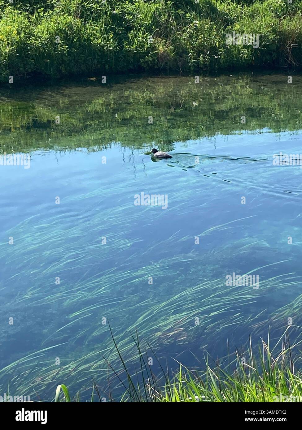 A lone duck floats peacefully in a crystal-clear spring, its gentle movement creating soft ripples in the pure water - Smartphone Captured Stock Image