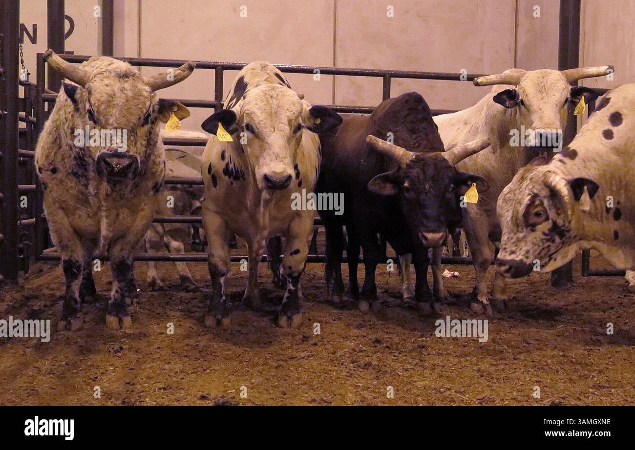 Bulls behind show hi-res stock photography and images - Alamy