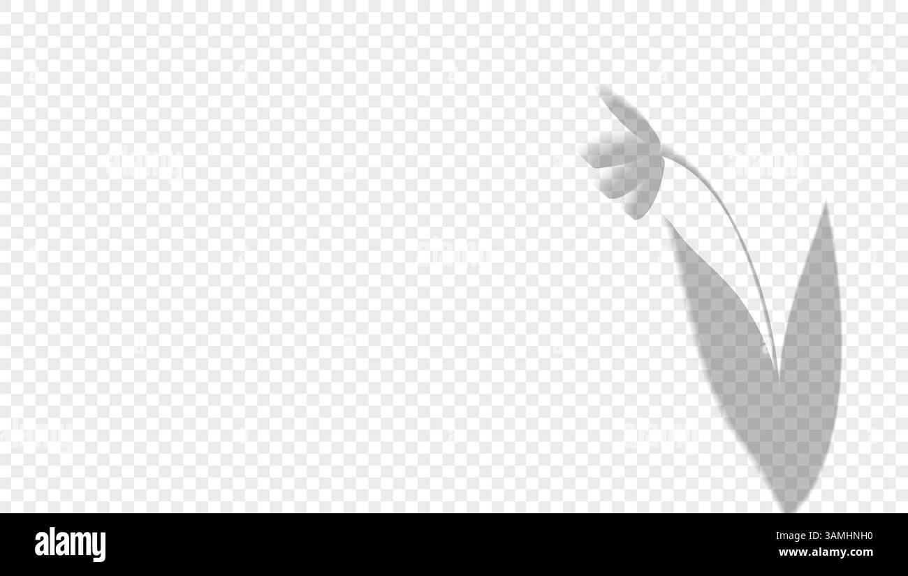 Faq Layout Design Soft Shadow Realistic shadow plant on a transparent background. Overlay leaves ...